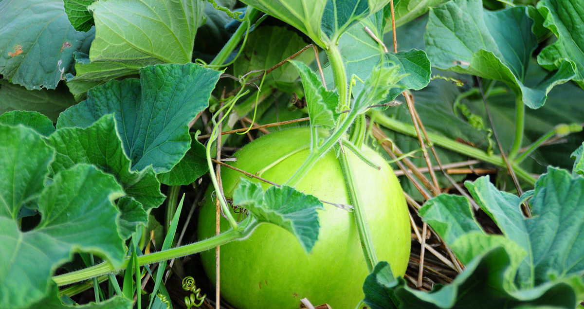 かんぴょう収穫体験