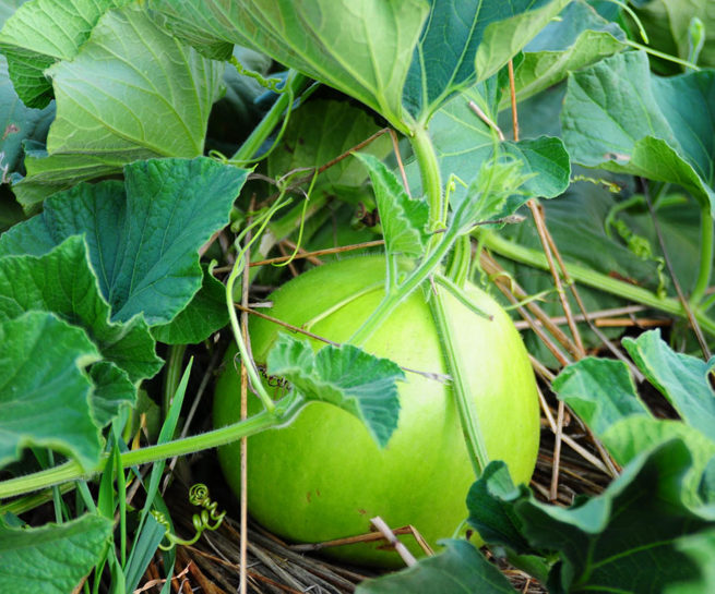 かんぴょう収穫体験