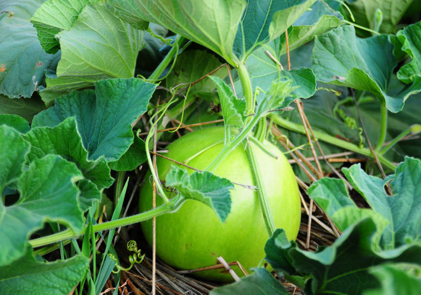 かんぴょう収穫体験