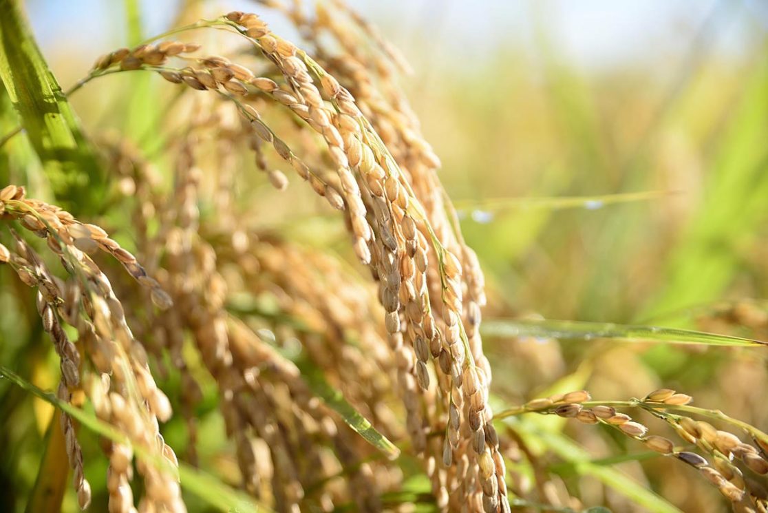 稲刈り・収穫体験