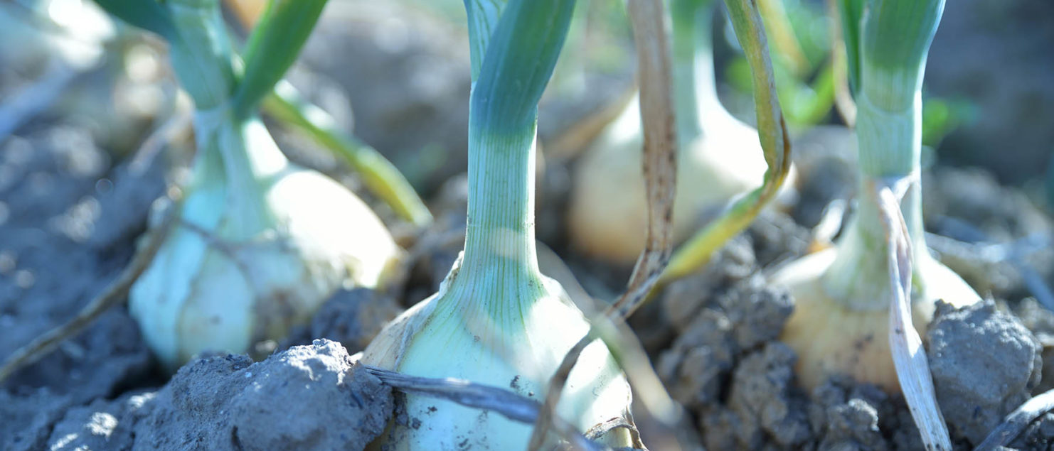 たまねぎ定植・収穫体験