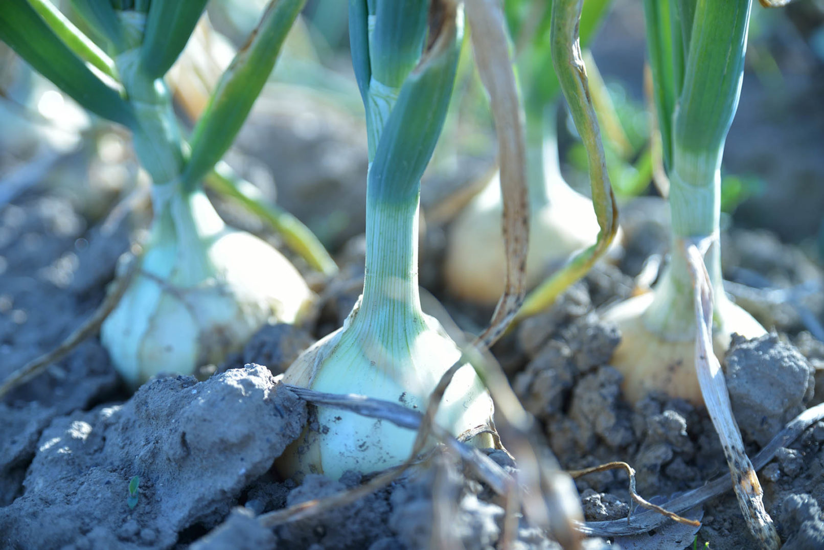 たまねぎ定植・収穫体験