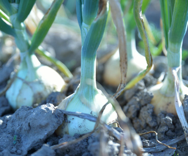 たまねぎ定植・収穫体験
