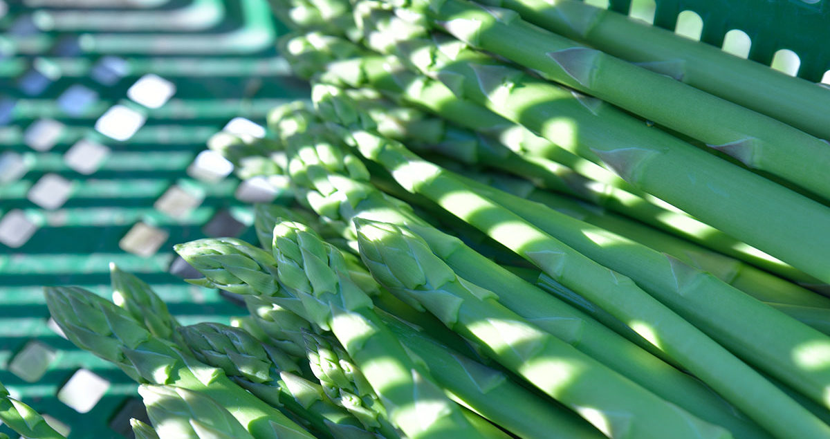 アスパラ収穫体験