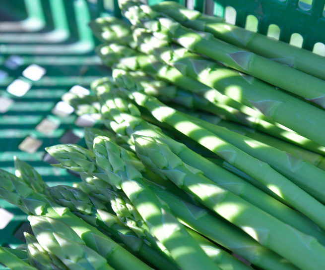 アスパラ収穫体験